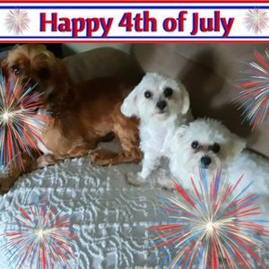 Meet your Posher, Dixie